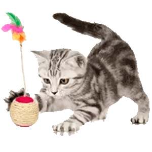 Pelota para gatos